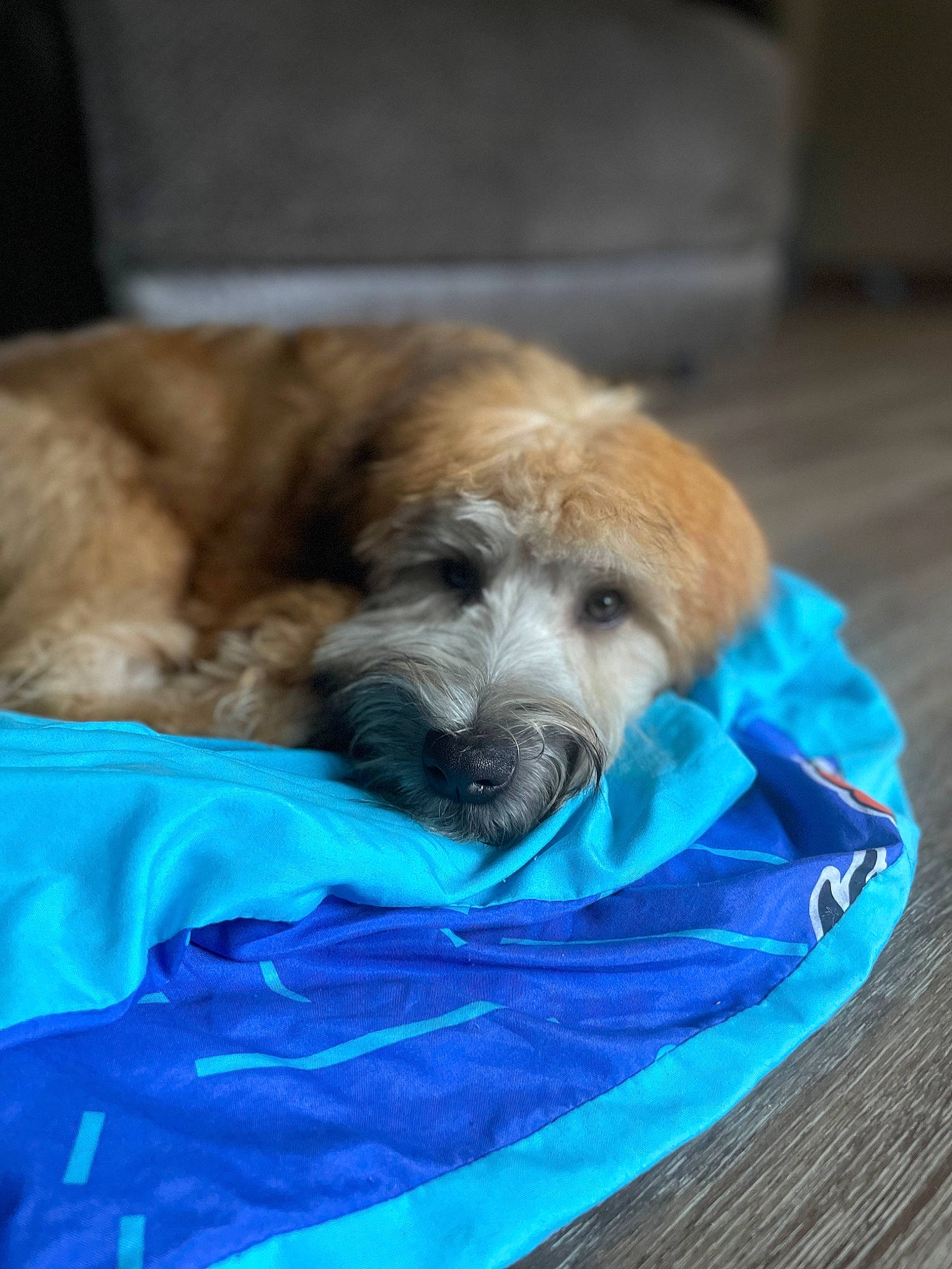 Hershey Momoa joined the competition — help win amazing prizes! canidae, carnivore, comfort, companion_dog, dog, dog_breed, dog_supply, electric_blue, fawn, fur, liver, nap, pet_supply, small_terrier, sporting_group, terrestrial_animal, terrier, toy_dog, whiskers, working_animal