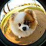 Neige participe au concours pour gagner de l'argent avec cette photo : animal, brown, cute, dog, eyes, face, fisheye_lens, fluffy, fur, grass, nature, nose, outdoor, park, pet, pomeranian, sunlight, tree, white, wide_angle