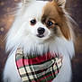 adorable, animal, bandana, bokeh, brown_fur, closeup, cute, dog, ears, eyes, fashion, fluffy, nose, pet, plaid, pomeranian, portrait, soft_light, studio, white_fur