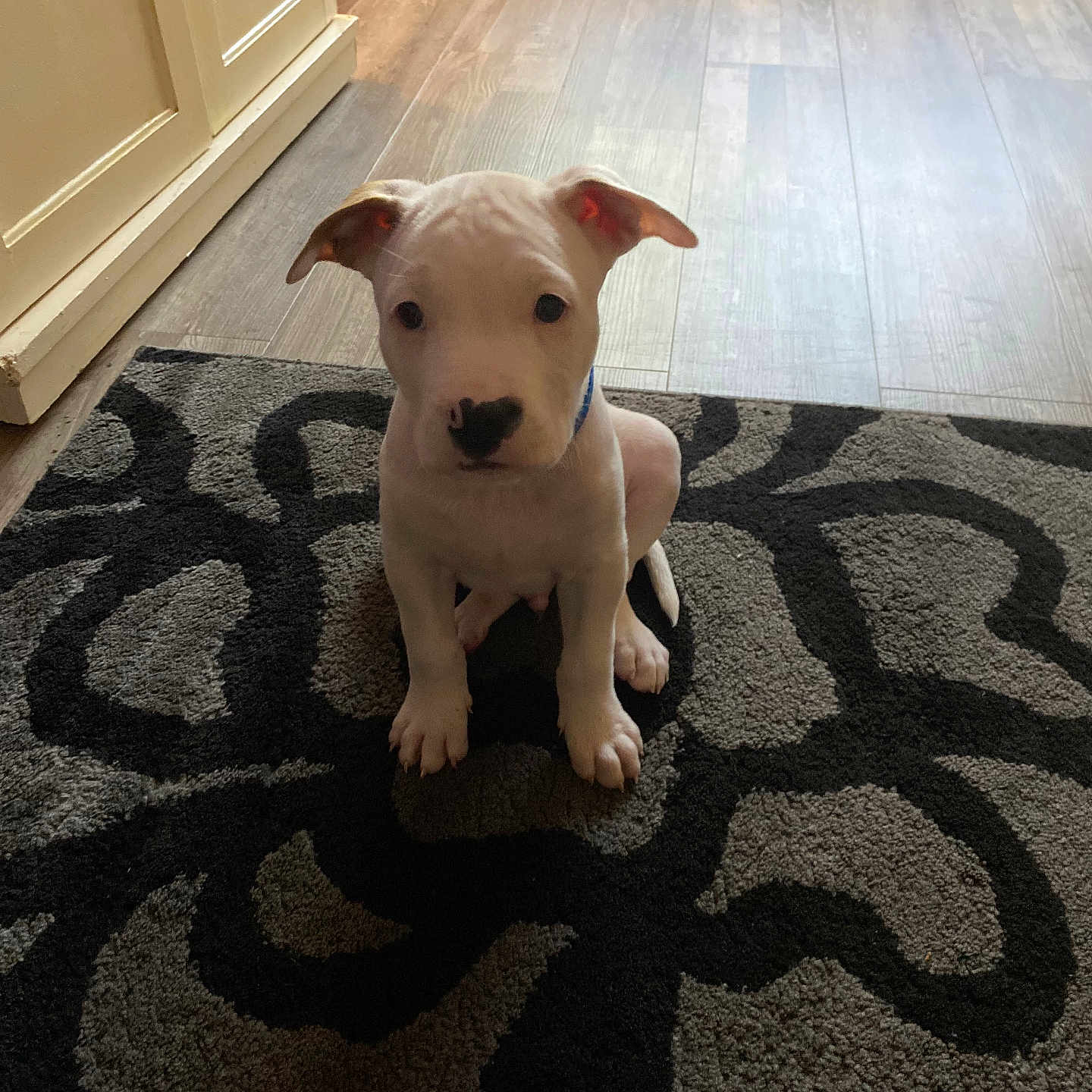 Casper joined the competition — help win amazing prizes! animal, ball, bulldog, canine, dog, hardwood, homedecor, hound, indoors, interiordesign, labradorretriever, pet, pitbull, puppy, rug, sport, tennis, tennisball, whitedog, wood
