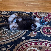 Puma joined the competition — help win amazing prizes! cat, siamese_cat, pet, animal, lying_down, blue_eyes, fur, indoor, rug, patterned_rug, floor, wooden_floor, relaxed, cute, domestic_cat, whiskers, paws, playful, looking_up, home