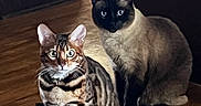 Puma is registered to the contest to win money with this photo: cat, pets, animal, indoor, wooden_floor, two_animals, feline, tabby_cat, siamese_cat, sitting, looking, domestic_cat, whiskers, ears, eyes, fur_pattern, shadow, flooring, home, curiosity