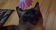 Puma joined the competition — help win amazing prizes! animal, cat, closeup, curious, domestic_animal, feline, flower, fur, hand, home, indoor, looking_up, paw, pet, pink_flower, relaxing, siamese_cat, stem, whiskers, wooden_floor