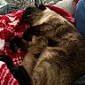 Puma joined the competition — help win amazing prizes! cat, siamese_cat, sleeping, blanket, red, white, knitted, fur, whiskers, paw, couch, living_room, carpet, pattern, cozy, relaxation, indoor, pet, animal, resting
