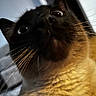 Puma is registered to the contest to win money with this photo: cat, siamese, close_up, whiskers, curious, animal, pet, feline, indoor, fur, face, eyes, portrait, looking_up, mammal, domestic_animal, cute, nose, head