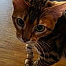 Richard Parker joined the competition — help win amazing prizes! cat, bengal_cat, pet, indoor, wooden_floor, curious, whiskers, green_eyes, striped_fur, close_up, animal, mammal, feline, looking_up, domestic_cat, flooring, house, home, cute, portrait