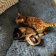 Richard Parker is registered to the contest to win money with this photo: cat, siamese_cat, bengal_cat, feline, pet, animal, fur, striped, spotted, indoor, chair, cushion, resting, relaxed, cozy, fluffy, domestic_animal, sleeping, furniture, mammal