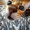 Richard Parker joined the competition — help win amazing prizes! cat, close_up, blurry, curious, face, nose, eyes, ears, indoor, carpet, pattern, animal, pet, feline, whiskers, funny, macro, texture, floor, wood