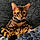 Richard Parker