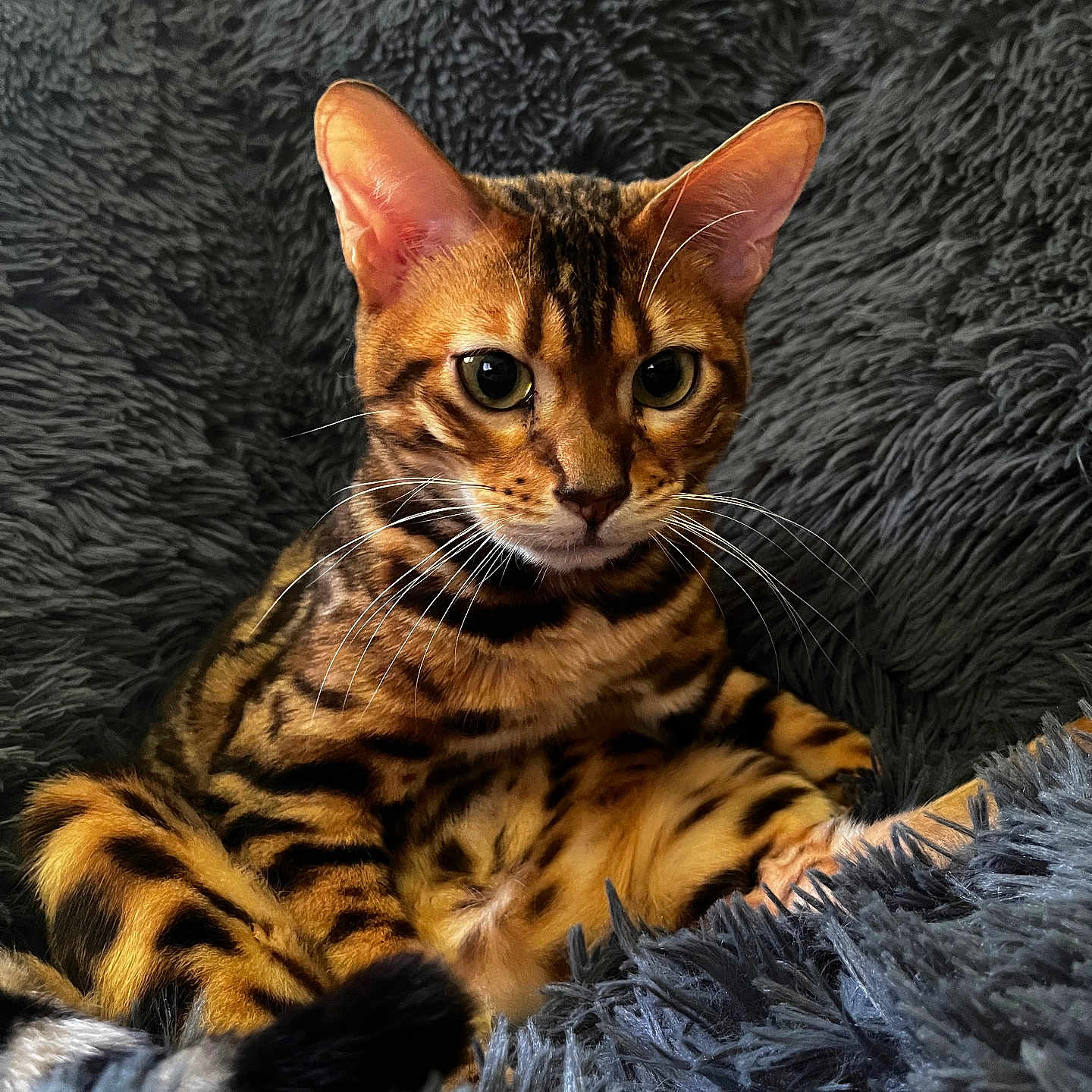 Richard Parker is registered to the contest to win money with this photo: bengal_cat, cat, pet, animal, feline, fur, striped, orange, black, whiskers, ears, eyes, sitting, blanket, fuzzy, cozy, indoor, portrait, closeup, relaxed