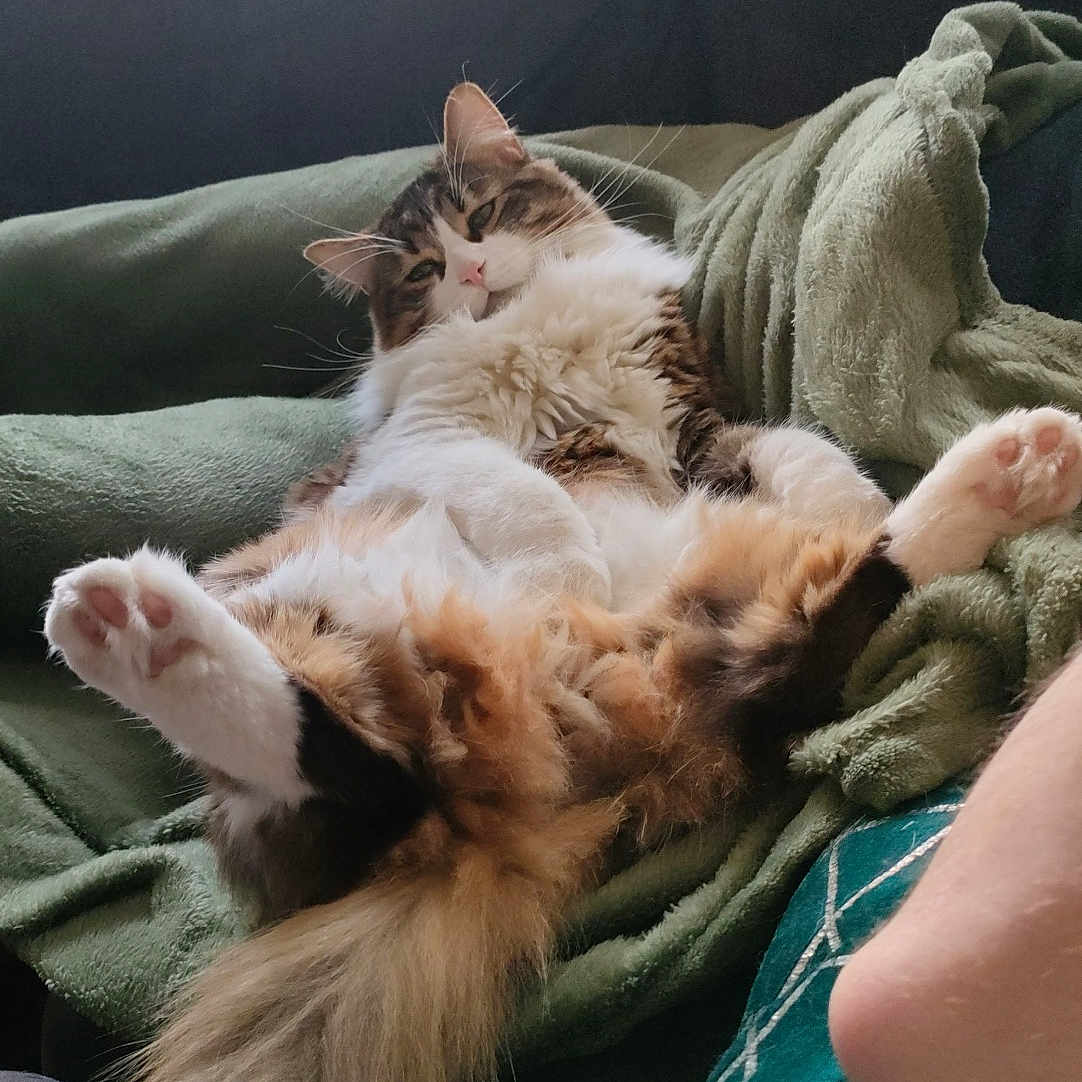 Scampie participe au concours pour gagner de l'argent avec cette photo : animal, architecture, baby, bed, bedroom, blanket, building, cat, couch, cushion, furniture, homedecor, indoors, kitten, livingroom, person, pet, quilt, room, sleeping