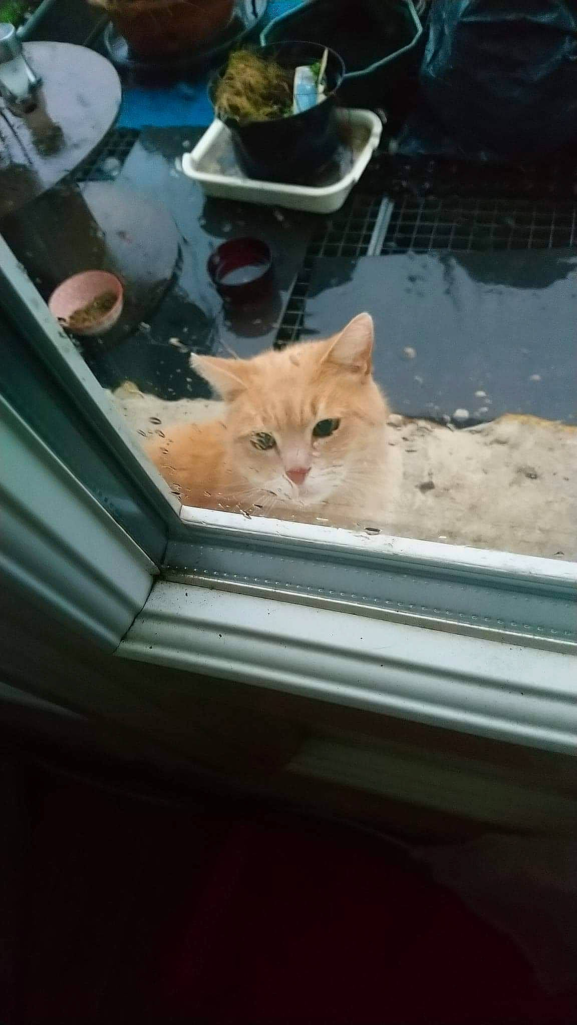 Rouquin a rejoint le concours — aidez-le/la à gagner de superbes lots ! automotive_exterior, automotive_lighting, carnivore, cat, fawn, felidae, flowerpot, hood, motor_vehicle, plant, small_to_medium_sized_cats, snout, tints_and_shades, vehicle, vehicle_door, whiskers, window, windscreen_wiper, windshield, wood