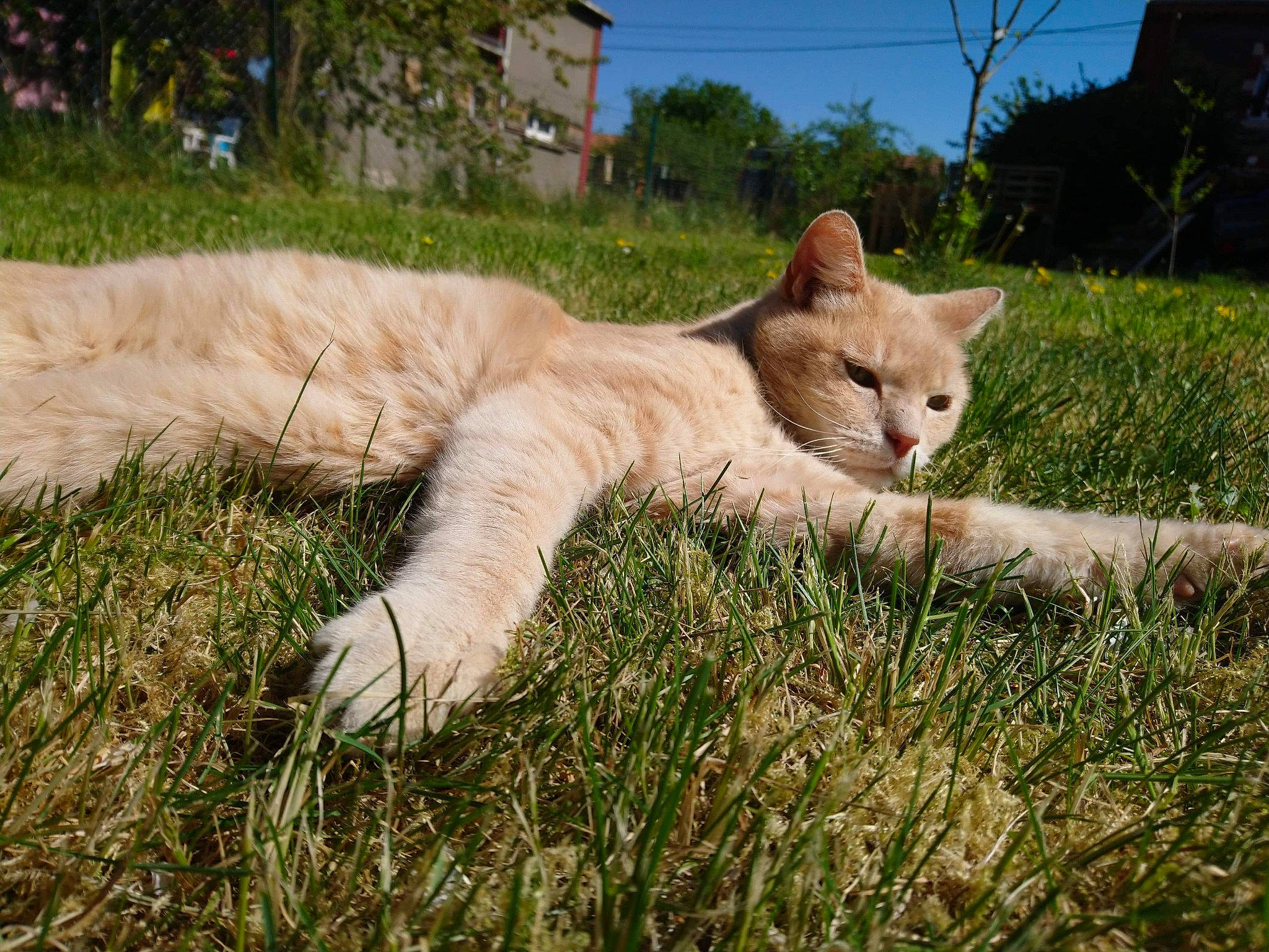 Rouquin participe au concours pour gagner de l'argent avec cette photo : canidae, carnivore, cat, domestic_short_haired_cat, fawn, felidae, fur, gesture, grass, grassland, pasture, plant, sky, small_to_medium_sized_cats, snout, tail, terrestrial_animal, tree, whiskers, wood
