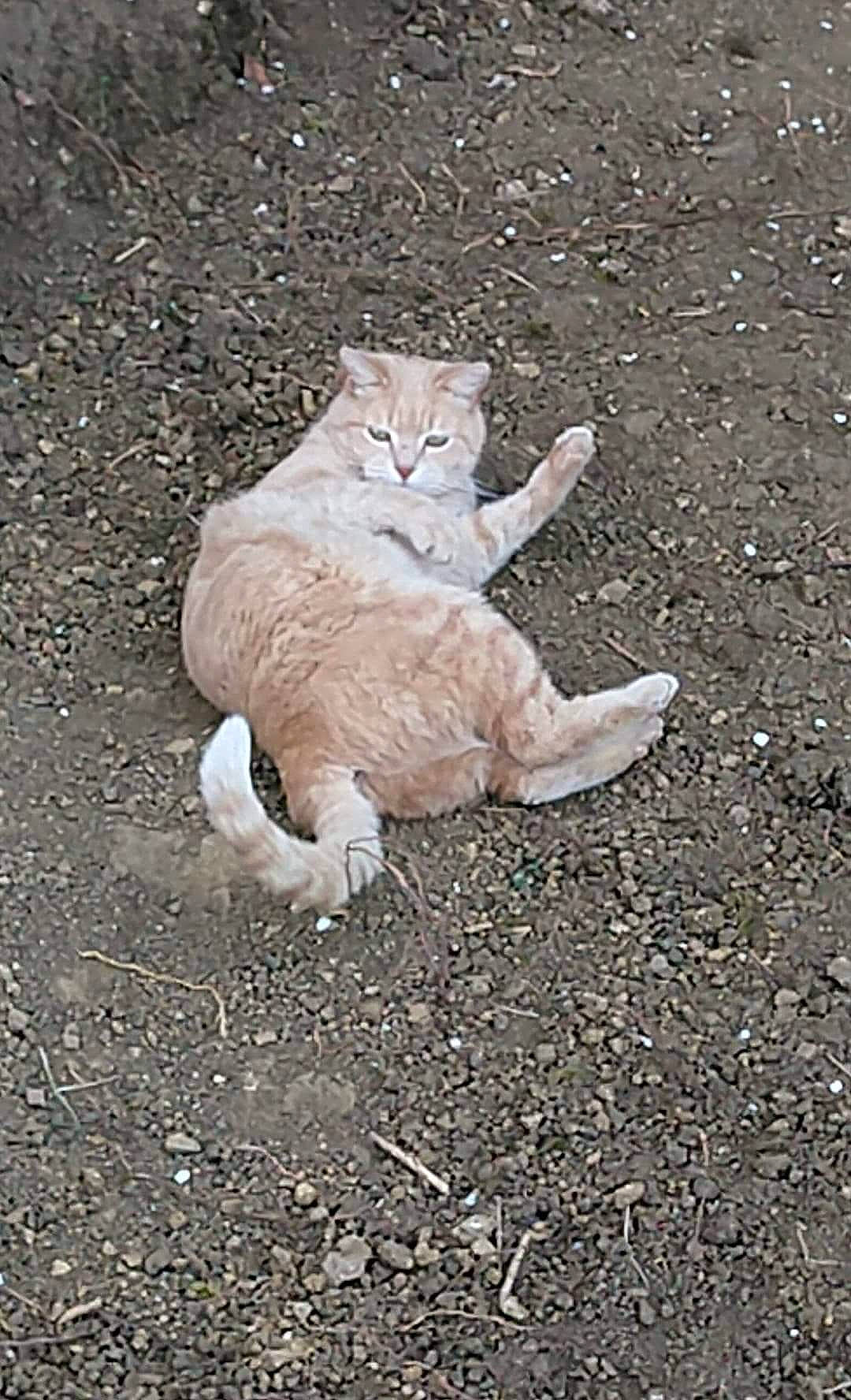 Rouquin a rejoint le concours — aidez-le/la à gagner de superbes lots ! asphalt, carnivore, cat, domestic_short_haired_cat, fawn, felidae, fur, gesture, grass, grey, paw, plant, road_surface, small_to_medium_sized_cats, snout, soil, tail, terrestrial_animal, tree, whiskers
