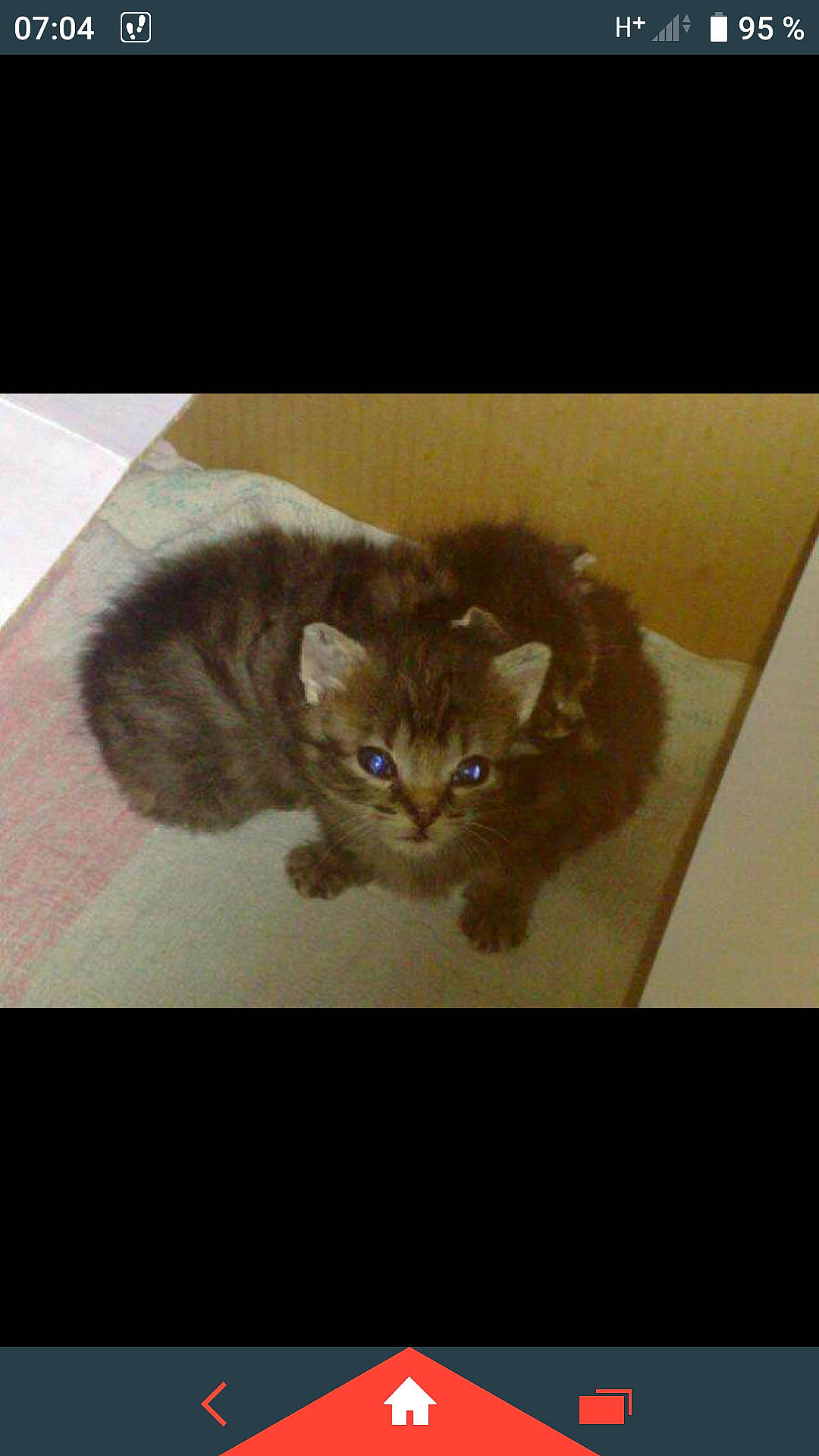 Terton participe au concours pour gagner de l'argent avec cette photo : carnivore, cat, cat_supply, domestic_short_haired_cat, fawn, felidae, fur, illustration, paw, photo_caption, room, small_to_medium_sized_cats, snout, tail, terrestrial_animal, whiskers, window