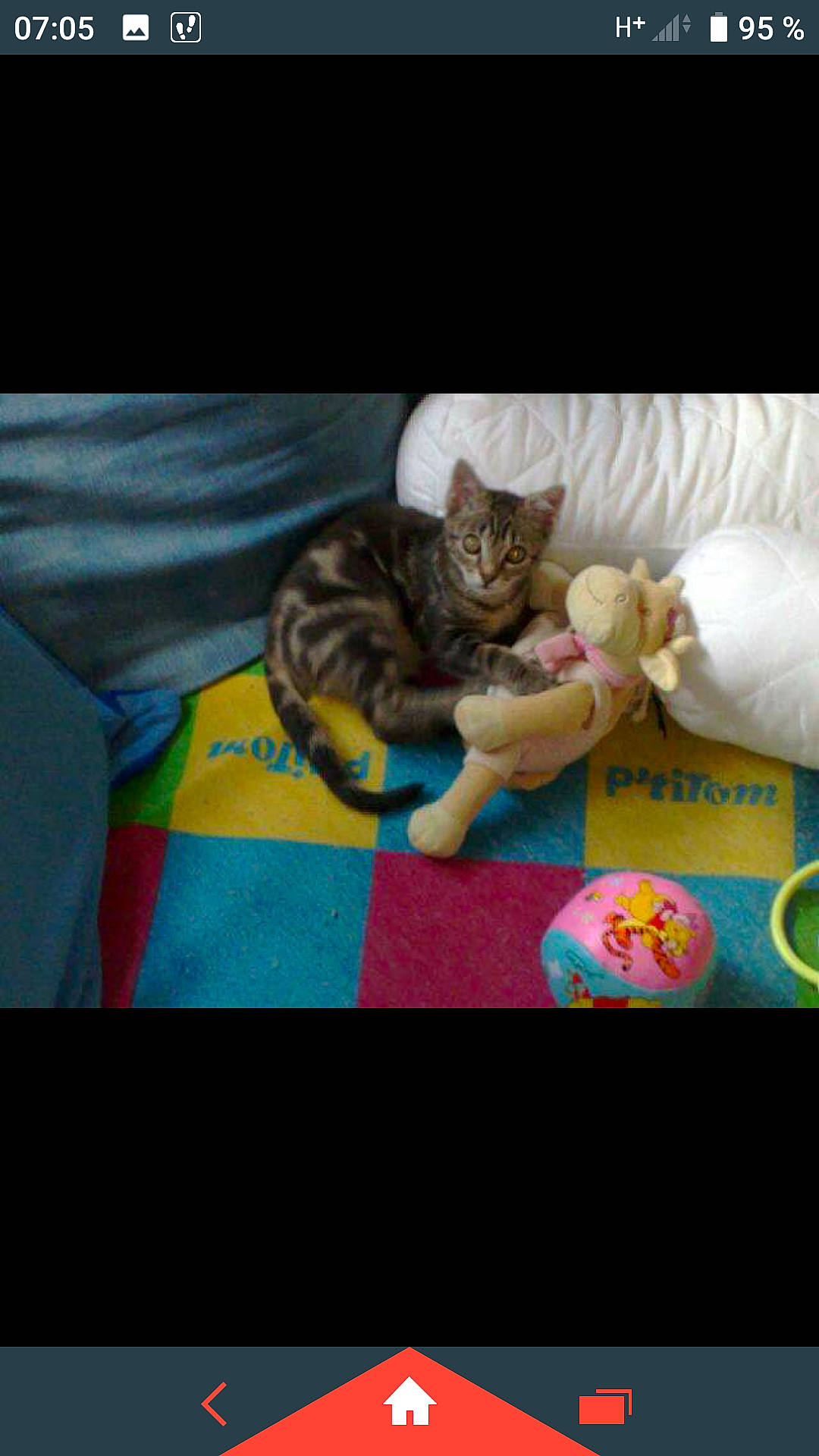 Terton a rejoint le concours — aidez-le/la à gagner de superbes lots ! bed, carnivore, cat, cat_supply, comfort, domestic_short_haired_cat, fawn, felidae, fur, linens, magenta, pattern, paw, rectangle, room, small_to_medium_sized_cats, t_shirt, tail, textile, whiskers