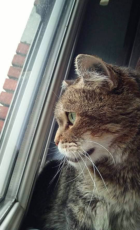 Terton a rejoint le concours — aidez-le/la à gagner de superbes lots ! carnivore, cat, claw, domestic_short_haired_cat, door, fawn, felidae, fur, glass, sitting, small_to_medium_sized_cats, snout, tail, terrestrial_animal, tree, whiskers, wildlife, window, windshield, wood