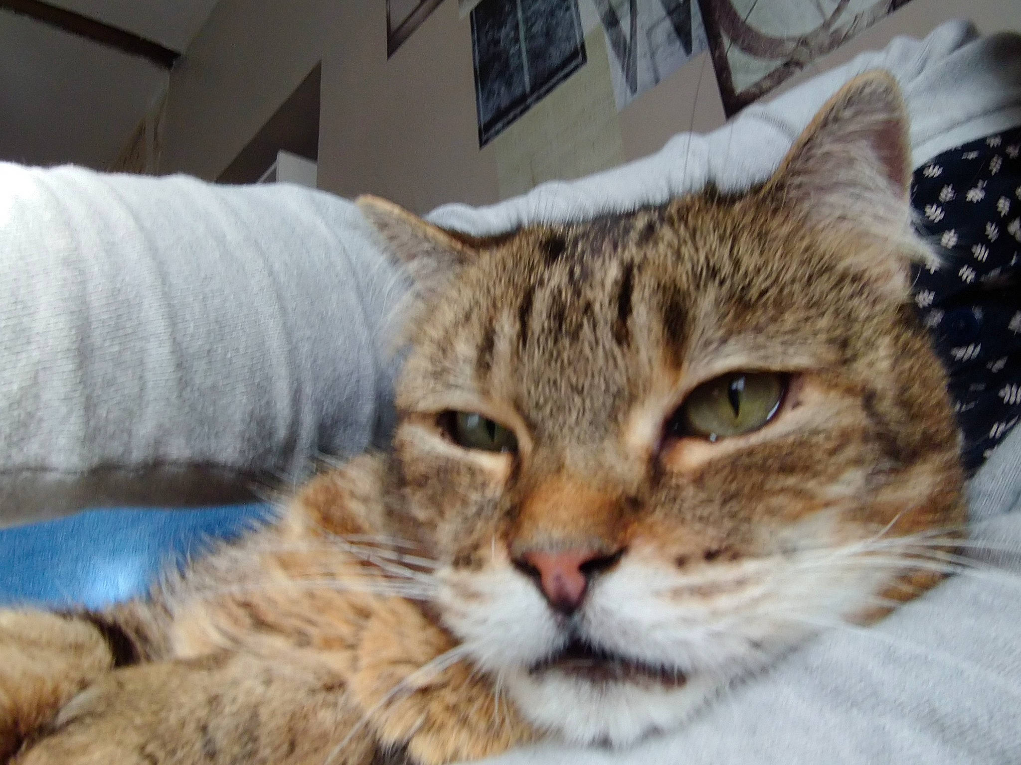 Terton a rejoint le concours — aidez-le/la à gagner de superbes lots ! carnivore, cat, comfort, domestic_short_haired_cat, felidae, fur, small_to_medium_sized_cats, snow, terrestrial_animal, tree, whiskers, window, winter