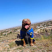 Nala is registered to the contest to win money with this photo: dog, animal, pet, outdoor, rock, hill, cityscape, sky, sunny, blue_sky, tongue_out, happy, leash, jersey, landscape, nature, grass, smiling, daytime, canine