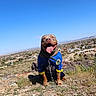 dog, animal, pet, outdoor, rock, hill, cityscape, sky, sunny, blue_sky, tongue_out, happy, leash, jersey, landscape, nature, grass, smiling, daytime, canine