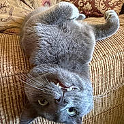 Gato joined the competition — help win amazing prizes! cat, gray_cat, upside_down, whiskers, teeth, couch, pillow, texture, fur, pet, indoor, relaxed, cozy, feline, close_up, animal, cute, home, resting, playful