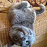 cat, gray_cat, upside_down, whiskers, teeth, couch, pillow, texture, fur, pet, indoor, relaxed, cozy, feline, close_up, animal, cute, home, resting, playful