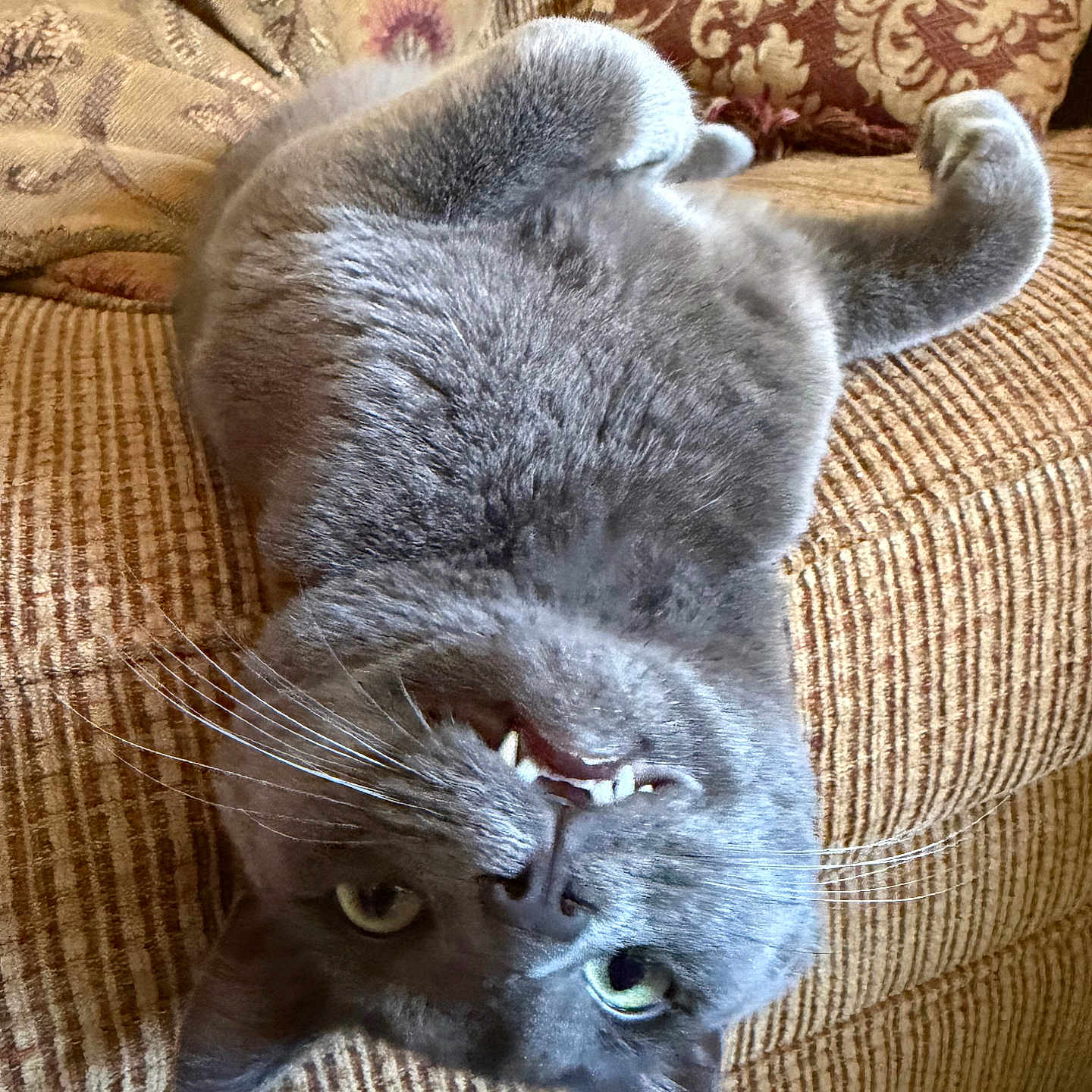 Gato joined the competition — help win amazing prizes! cat, gray_cat, upside_down, whiskers, teeth, couch, pillow, texture, fur, pet, indoor, relaxed, cozy, feline, close_up, animal, cute, home, resting, playful