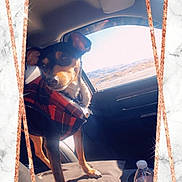 Noah joined the competition — help win amazing prizes! dog, car, window, sunlight, jacket, red_plaid, water_bottle, seat, interior, pet, animal, daylight, road_trip, casual, marble_background, glitter_border, portrait, cute, indoor, travel