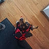 Noah joined the competition — help win amazing prizes! dog, costume, devil, pet, floor, wooden_floor, mat, indoor, looking_up, black_and_brown, small_dog, footwear, human_feet, curious, animal, cute, pet_clothing, home, puppy, toy_dog