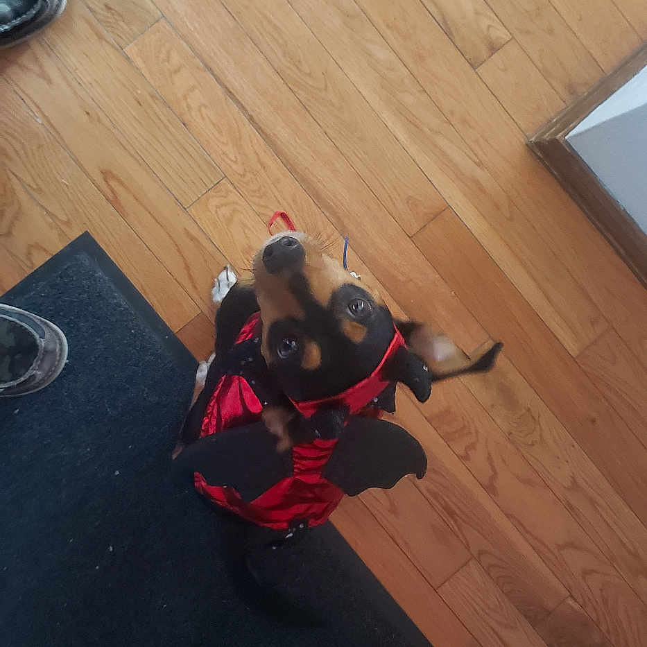 Noah joined the competition — help win amazing prizes! dog, costume, devil, pet, floor, wooden_floor, mat, indoor, looking_up, black_and_brown, small_dog, footwear, human_feet, curious, animal, cute, pet_clothing, home, puppy, toy_dog