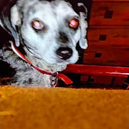 Princess is registered to the contest to win money with this photo: dog, blurry, red_eyes, collar, close_up, indoor, furniture, dresser, wooden, pet, animal, face, indoor_lighting, background, red_collar, orange_surface, portrait, domestic, canine, household