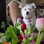 Coco is registered to the contest to win money with this photo: dog, white_dog, flower_bouquet, tulip, indoor, chair, plant, pet, curious, fur, collar, cozy, home, texture, natural_light, greenery, pink_flower, background, domestic, cute