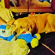 Junior joined the competition — help win amazing prizes! animal, bed, blue, brown_dog, comfort, cozy, dog, furniture, home, indoor, mirror, pet, pillow, plush, reflection, resting, sleepy, soft, stuffed_toy, yellow