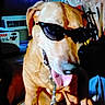 Junior joined the competition — help win amazing prizes! accessory, air_conditioner, animal, brown_dog, canine, chain, collar, companion, cool, cute, dog, funny, furniture, household, indoor, pet, portrait, relaxed, sunglasses, tongue_out