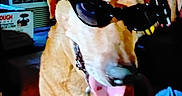 Junior joined the competition — help win amazing prizes! accessory, air_conditioner, animal, brown_dog, canine, chain, collar, companion, cool, cute, dog, funny, furniture, household, indoor, pet, portrait, relaxed, sunglasses, tongue_out