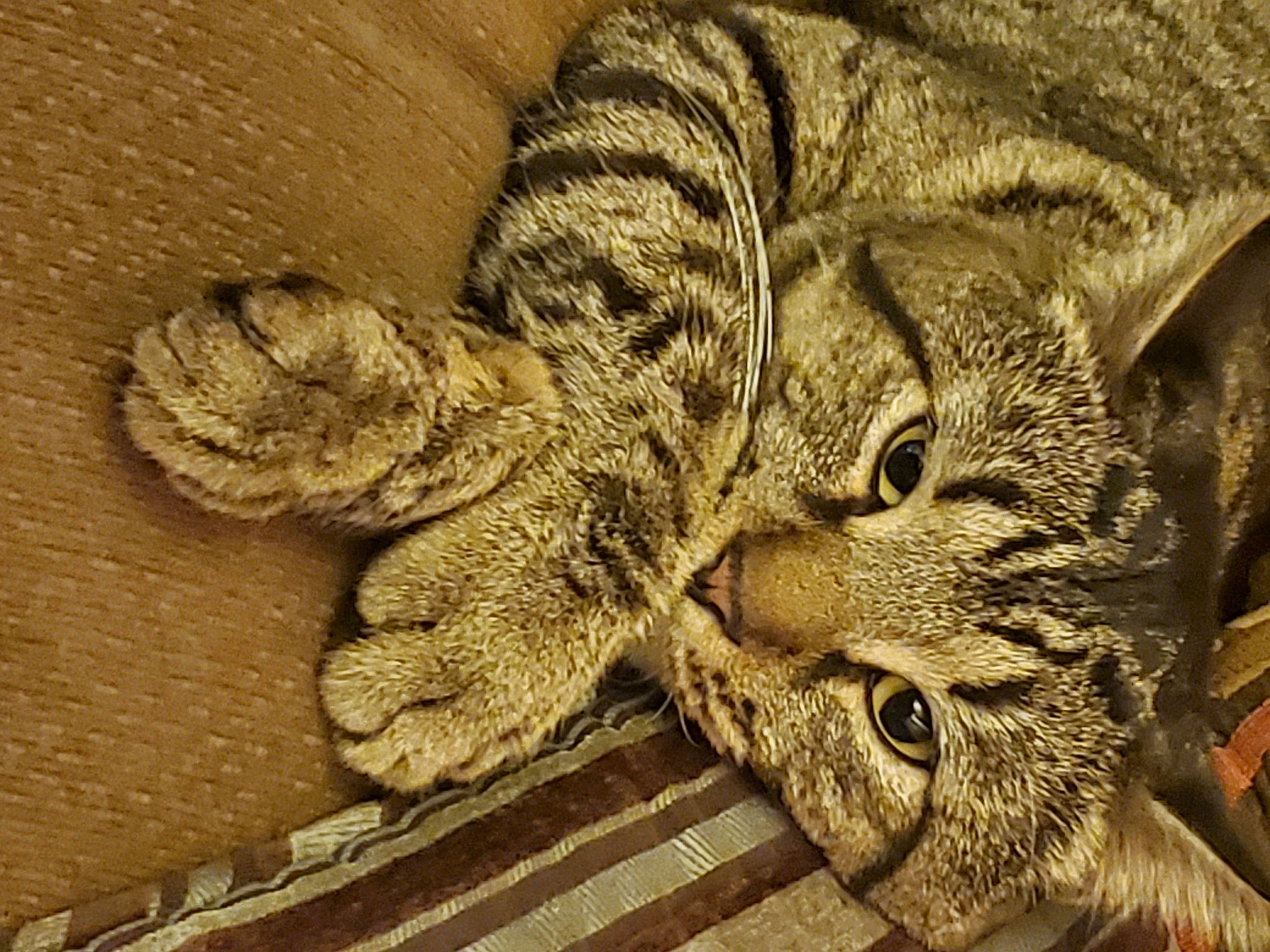 Loki is registered to the contest to win money with this photo: carnivore, cat, claw, comfort, domestic_short_haired_cat, eye, felidae, fur, monochrome_photography, pattern, paw, small_to_medium_sized_cats, snout, tail, terrestrial_animal, tree, visual_arts, whiskers, wildlife, wood