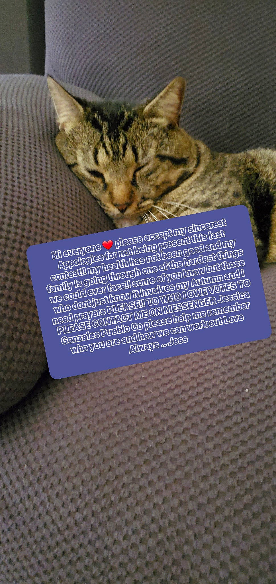 Loki is registered to the contest to win money with this photo: art, carmine, carnivore, cat, claw, domestic_short_haired_cat, electric_blue, felidae, font, fur, paper, pattern, paw, photo_caption, small_to_medium_sized_cats, snout, tail, terrestrial_animal, whiskers, wildlife