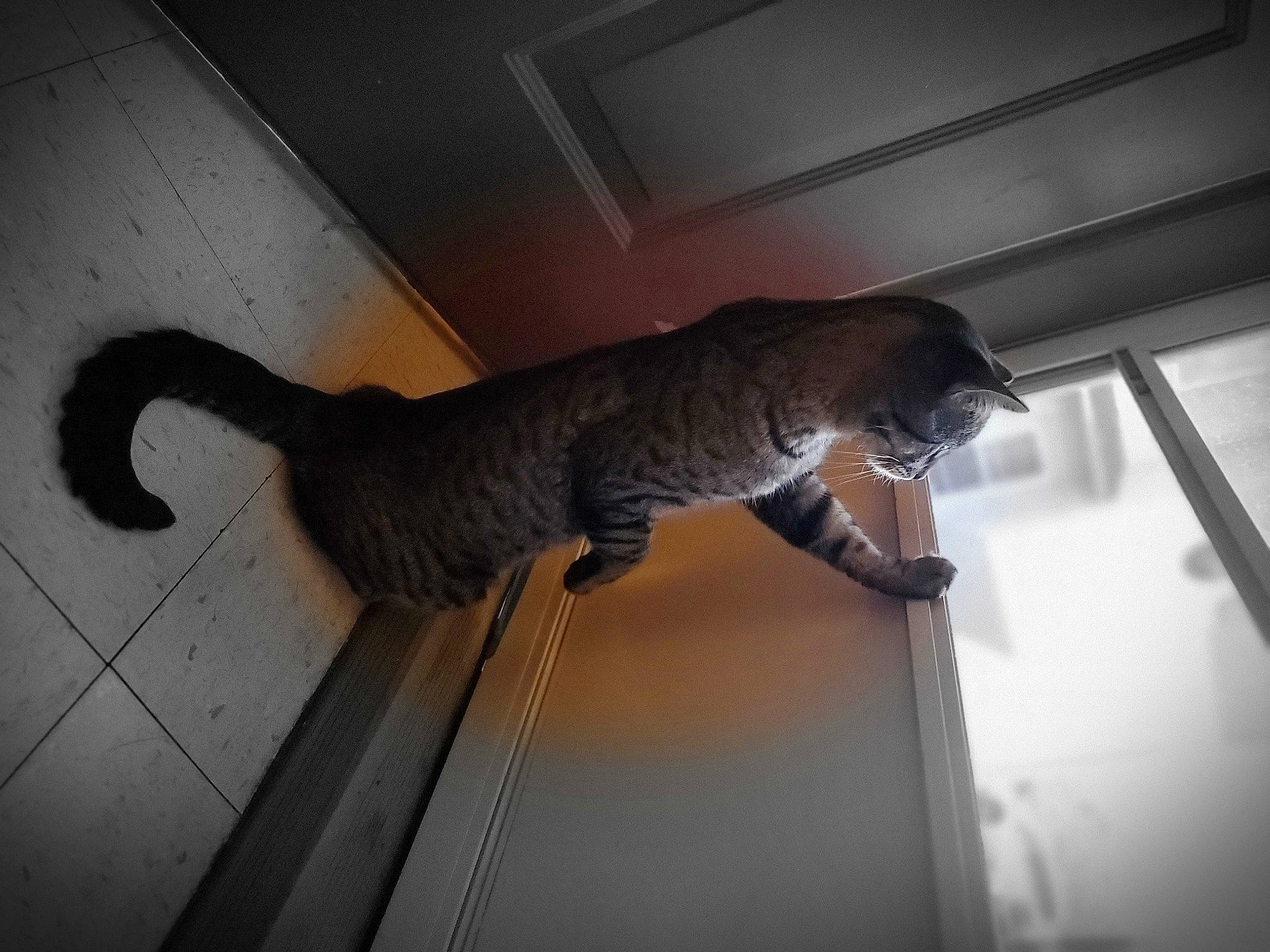 Loki joined the competition — help win amazing prizes! art, carnivore, claw, door, felidae, floor, flooring, fur, hardwood, metal, room, shadow, small_to_medium_sized_cats, snout, sporting_group, tail, terrestrial_animal, tints_and_shades, window, wood