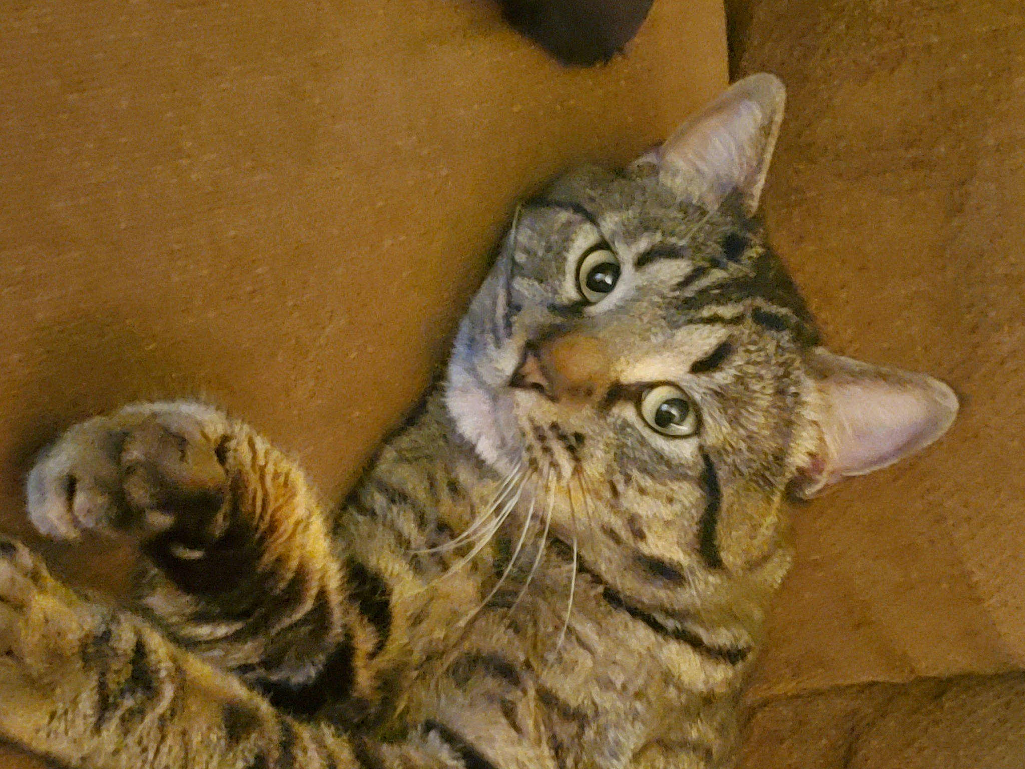 Loki joined the competition — help win amazing prizes! carnivore, cat, claw, domestic_short_haired_cat, eye, felidae, fur, paw, small_to_medium_sized_cats, snout, terrestrial_animal, whiskers, wildlife