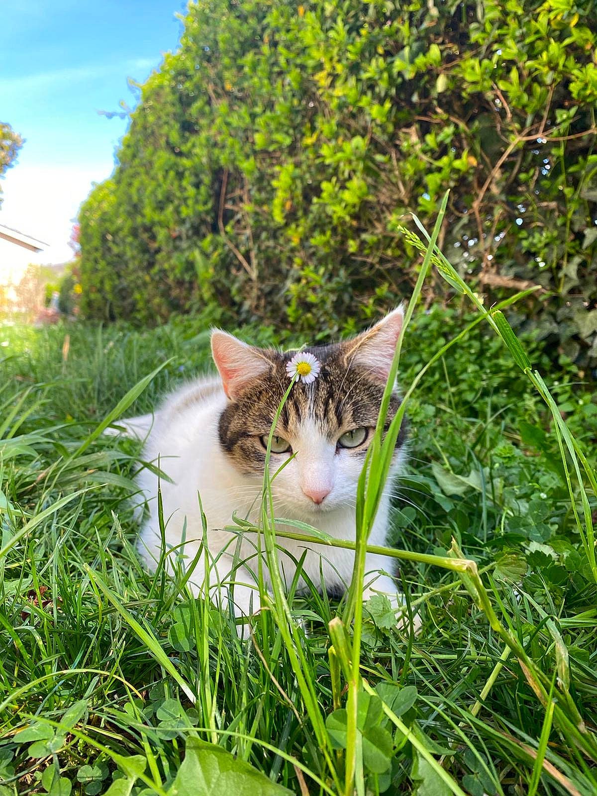 Swan a rejoint le concours — aidez-le/la à gagner de superbes lots ! art, carnivore, cat, domestic_short_haired_cat, fawn, felidae, fur, grass, grassland, groundcover, landscape, lawn, meadow, plant, shrub, sky, small_to_medium_sized_cats, tail, tree, whiskers