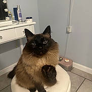 Jasmine Matthews joined the competition — help win amazing prizes! black, blue_eyes, brown, cat, closeup, cute, domestic_animal, feline, floor_tile, fluffy, fur, household, indoor, pet_bowl, portrait, raised_paw, sitting, stool, vanity_table, whiskers