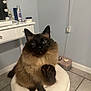 black, blue_eyes, brown, cat, closeup, cute, domestic_animal, feline, floor_tile, fluffy, fur, household, indoor, pet_bowl, portrait, raised_paw, sitting, stool, vanity_table, whiskers