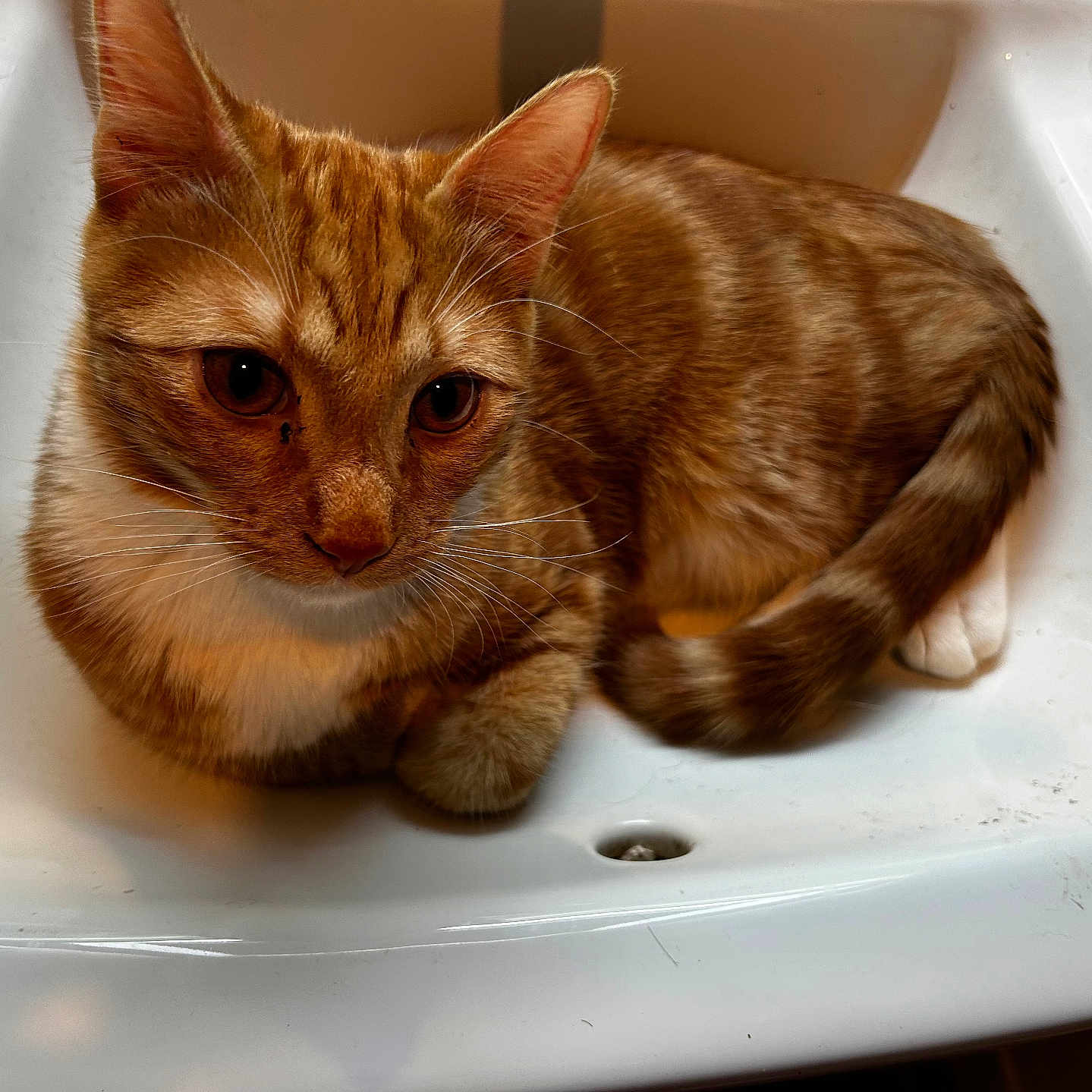 Sunny joined the competition — help win amazing prizes! abyssinian, animal, basin, cat, hardwood, kitten, manx, pet, sink, sinkfaucet, tap, wood
