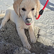 Bobby a rejoint le concours — aidez-le/la à gagner de superbes lots ! dog, puppy, golden_retriever, fluffy, cream_colored, beach, sand, outdoor, portrait, lying_down, leash, red_leash, black_nose, dark_eyes, open_mouth, tongue, sunlight, shoreline, rocks, cute