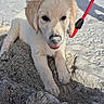 dog, puppy, golden_retriever, fluffy, cream_colored, beach, sand, outdoor, portrait, lying_down, leash, red_leash, black_nose, dark_eyes, open_mouth, tongue, sunlight, shoreline, rocks, cute