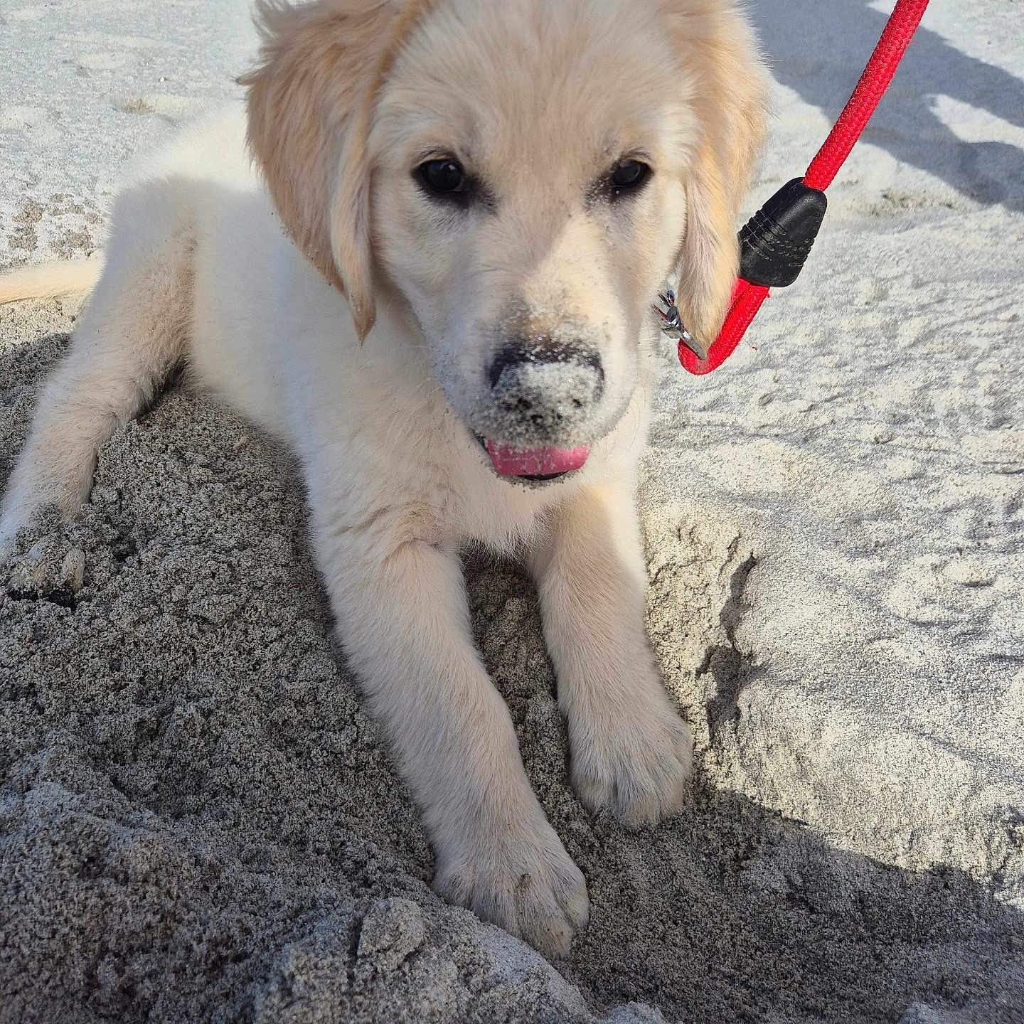 Bobby a rejoint le concours — aidez-le/la à gagner de superbes lots ! dog, puppy, golden_retriever, fluffy, cream_colored, beach, sand, outdoor, portrait, lying_down, leash, red_leash, black_nose, dark_eyes, open_mouth, tongue, sunlight, shoreline, rocks, cute