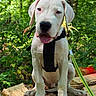 Baïko participe au concours pour gagner de l'argent avec cette photo : puppy, dog, white_dog, harness, leash, forest, tree_stump, outdoor, nature, greenery, sunlight, tongue_out, pet, animal, canine, young_dog, sitting, daylight, woods, cute