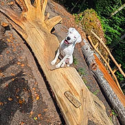 Baïko a rejoint le concours — aidez-le/la à gagner de superbes lots ! dog, white_dog, wooden_bench, carved_wood, hand_shaped_bench, forest, trees, greenery, outdoor, nature, sunlight, shadow, leaves, earth, happy_dog, pet, animal, park, wood, bench