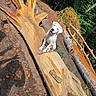 dog, white_dog, wooden_bench, carved_wood, hand_shaped_bench, forest, trees, greenery, outdoor, nature, sunlight, shadow, leaves, earth, happy_dog, pet, animal, park, wood, bench