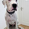 Baïko participe au concours pour gagner de l'argent avec cette photo : dog, white_dog, sitting, collar, indoor, door, cushion, floor, wood_floor, pet, animal, canine, looking_away, quiet, calm, house, domestic, portrait, young_dog, spot